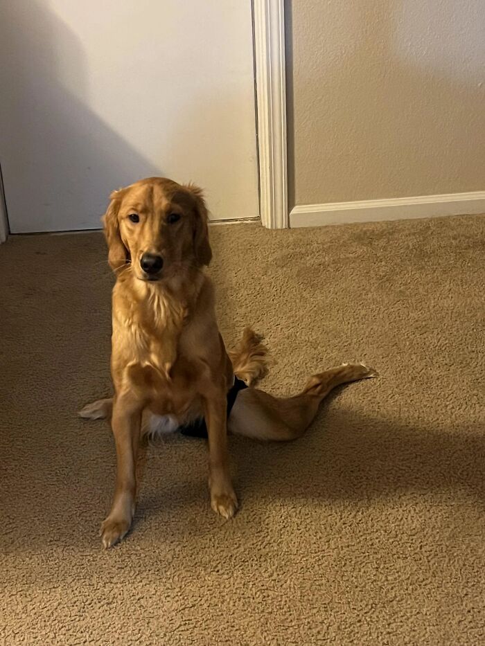 51 Funny Pets Who Clearly Missed The Memo On How To Sit, Stand, Or Exist Normally