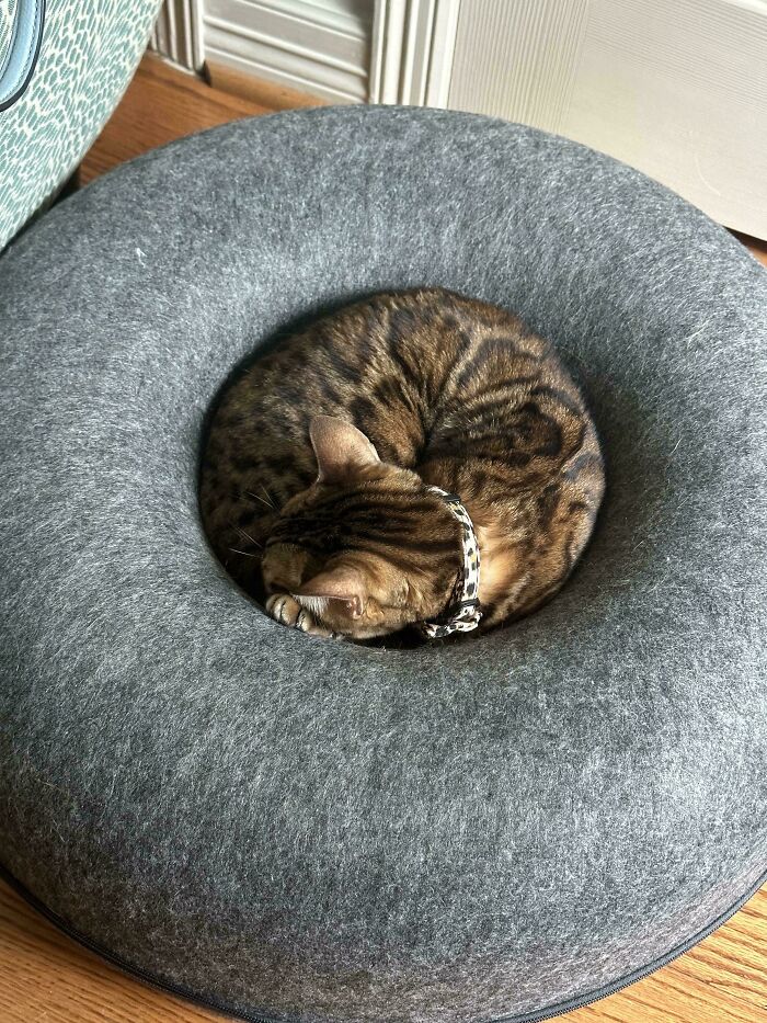 51 Funny Pets Who Clearly Missed The Memo On How To Sit, Stand, Or Exist Normally