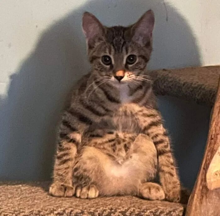 51 Funny Pets Who Clearly Missed The Memo On How To Sit, Stand, Or Exist Normally