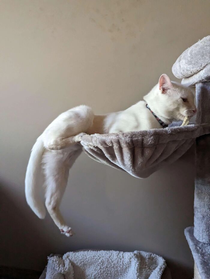 51 Funny Pets Who Clearly Missed The Memo On How To Sit, Stand, Or Exist Normally