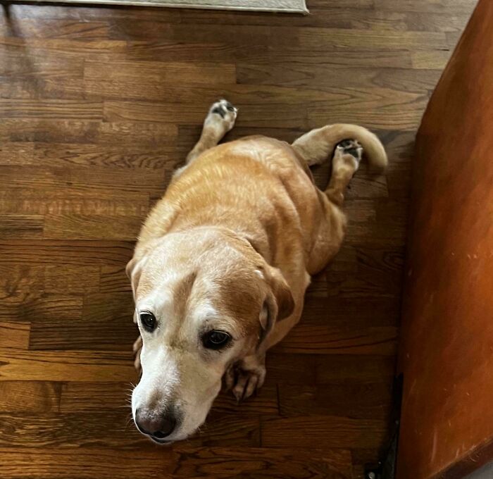 51 Funny Pets Who Clearly Missed The Memo On How To Sit, Stand, Or Exist Normally