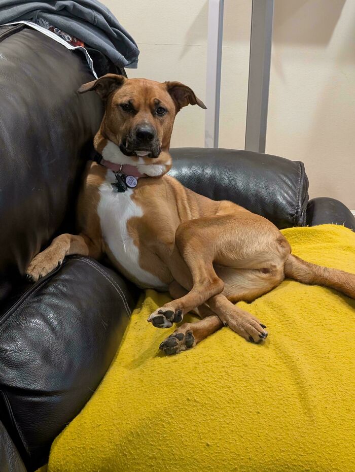 51 Funny Pets Who Clearly Missed The Memo On How To Sit, Stand, Or Exist Normally