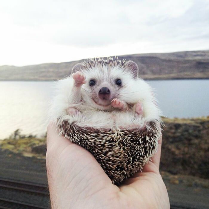 51 Funny Pets Who Clearly Missed The Memo On How To Sit, Stand, Or Exist Normally