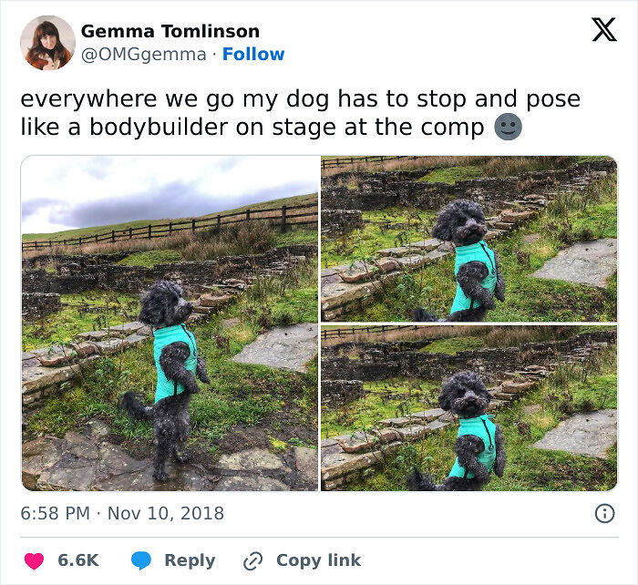 51 Funny Pets Who Clearly Missed The Memo On How To Sit, Stand, Or Exist Normally