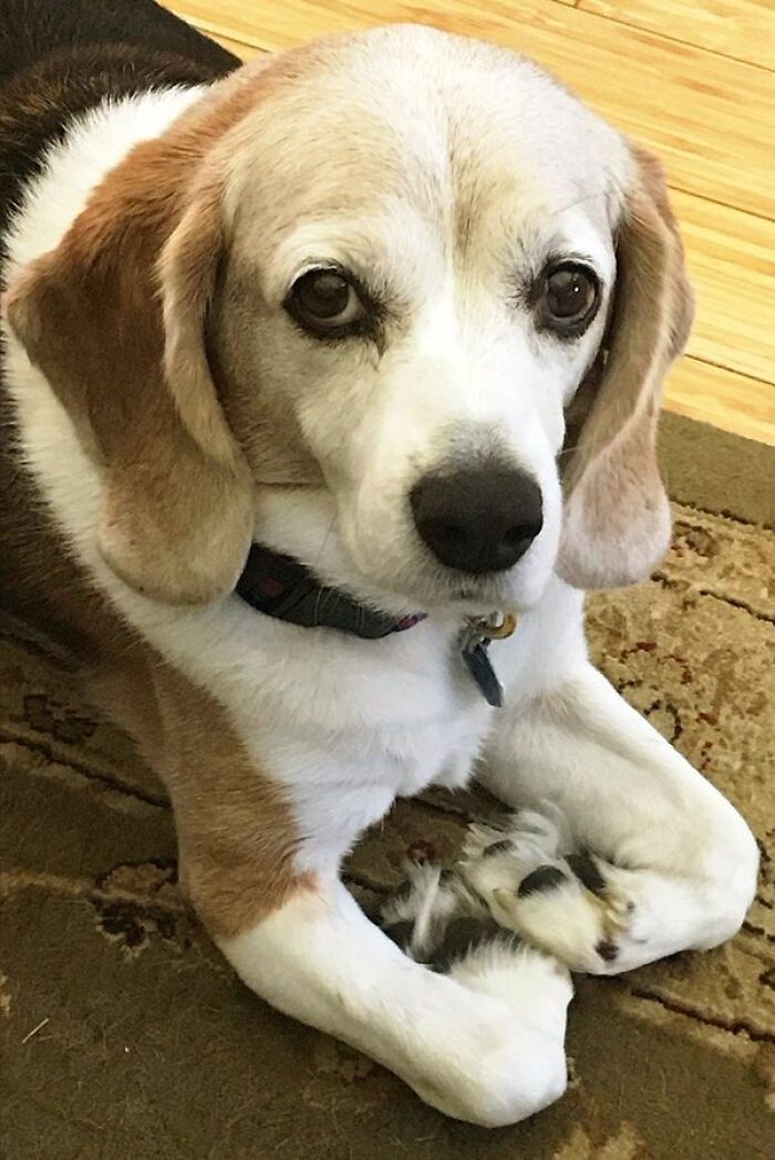 51 Funny Pets Who Clearly Missed The Memo On How To Sit, Stand, Or Exist Normally