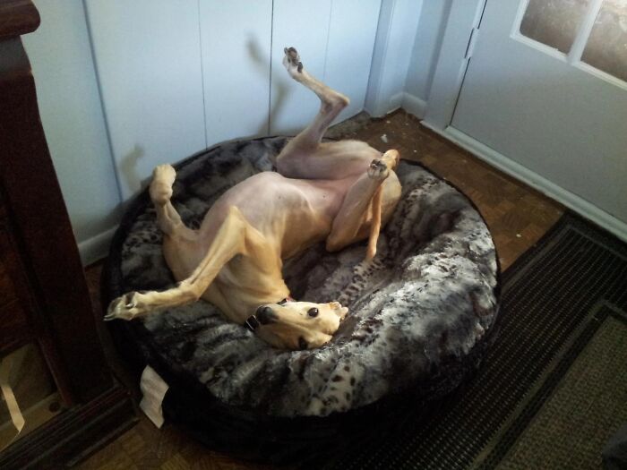 51 Funny Pets Who Clearly Missed The Memo On How To Sit, Stand, Or Exist Normally