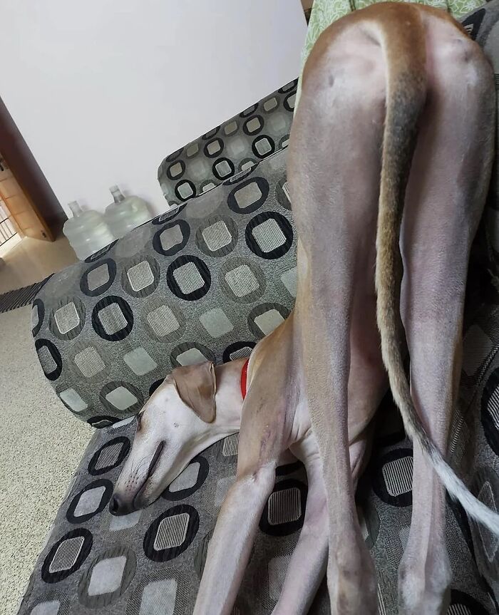51 Funny Pets Who Clearly Missed The Memo On How To Sit, Stand, Or Exist Normally