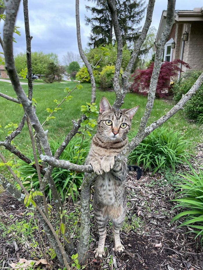 51 Funny Pets Who Clearly Missed The Memo On How To Sit, Stand, Or Exist Normally