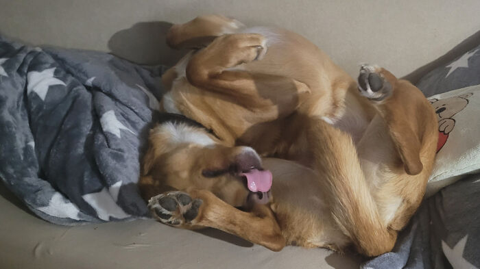 51 Funny Pets Who Clearly Missed The Memo On How To Sit, Stand, Or Exist Normally