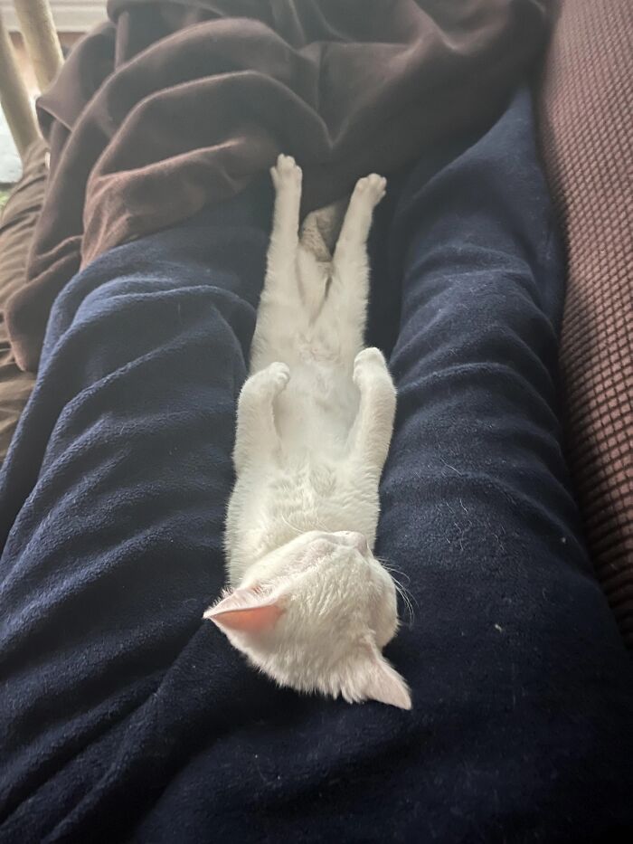 51 Funny Pets Who Clearly Missed The Memo On How To Sit, Stand, Or Exist Normally