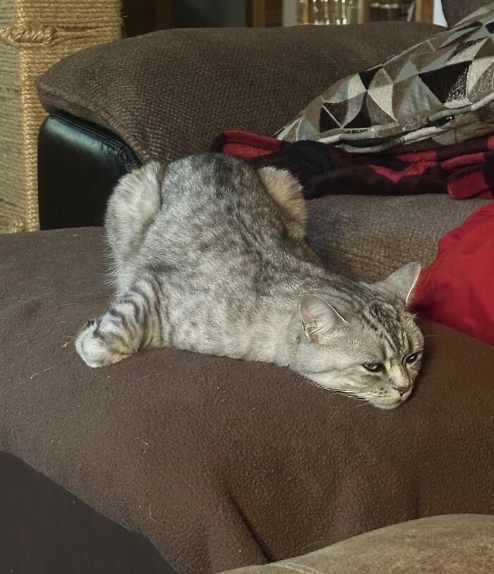 51 Funny Pets Who Clearly Missed The Memo On How To Sit, Stand, Or Exist Normally