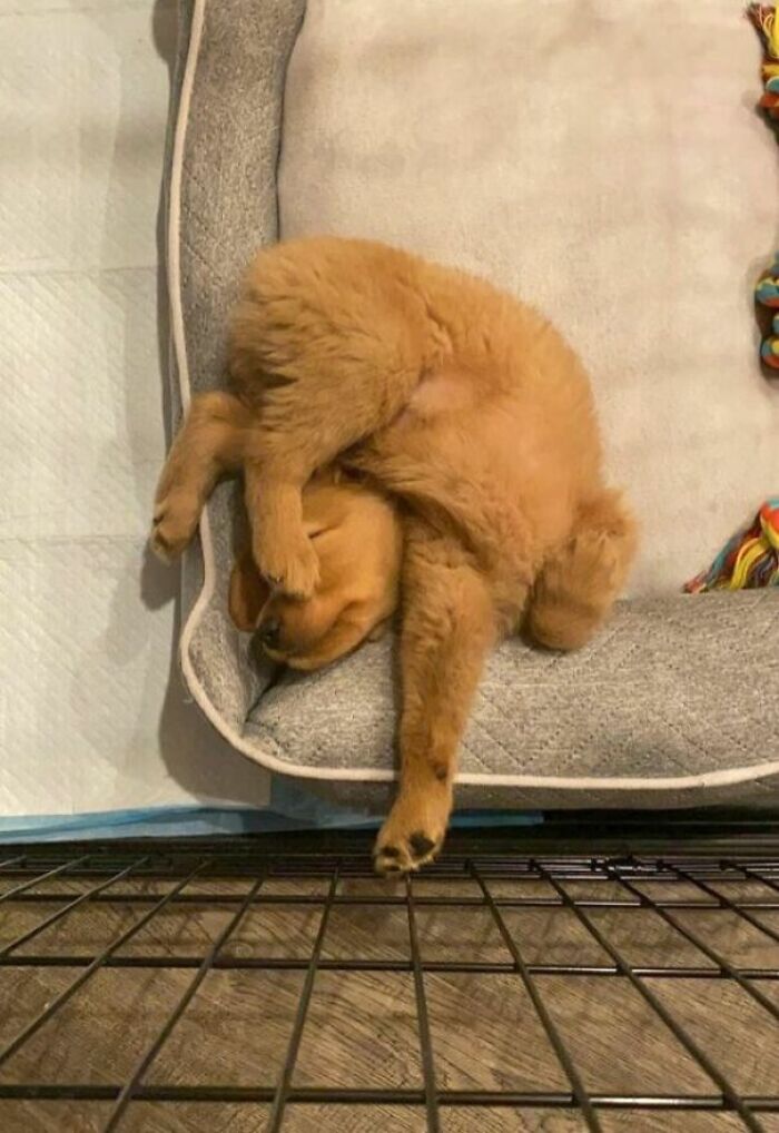 51 Funny Pets Who Clearly Missed The Memo On How To Sit, Stand, Or Exist Normally