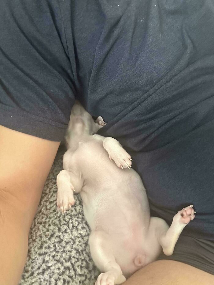 51 Funny Pets Who Clearly Missed The Memo On How To Sit, Stand, Or Exist Normally