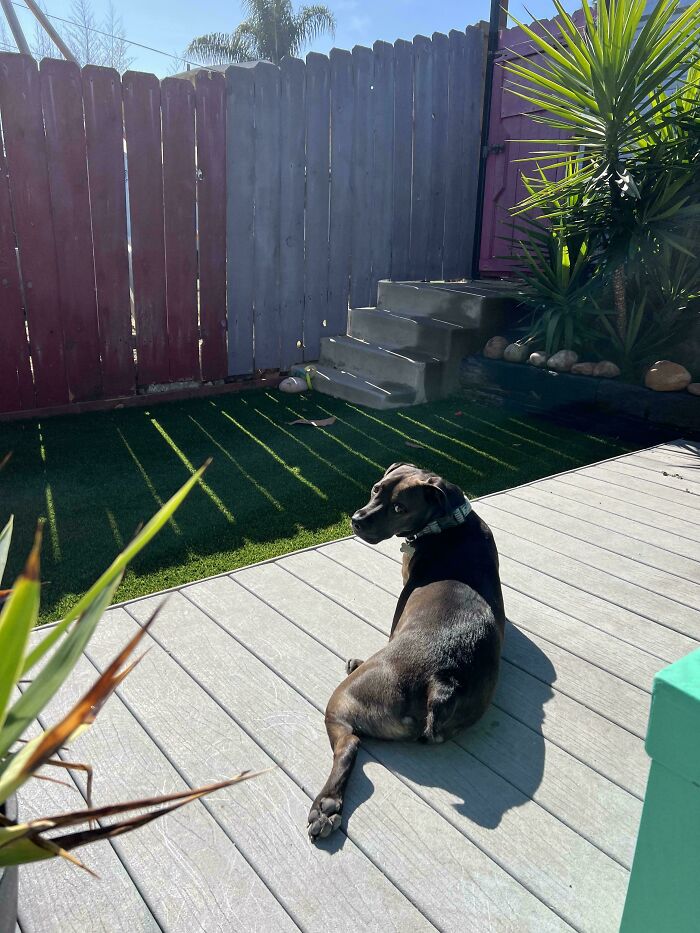 51 Funny Pets Who Clearly Missed The Memo On How To Sit, Stand, Or Exist Normally