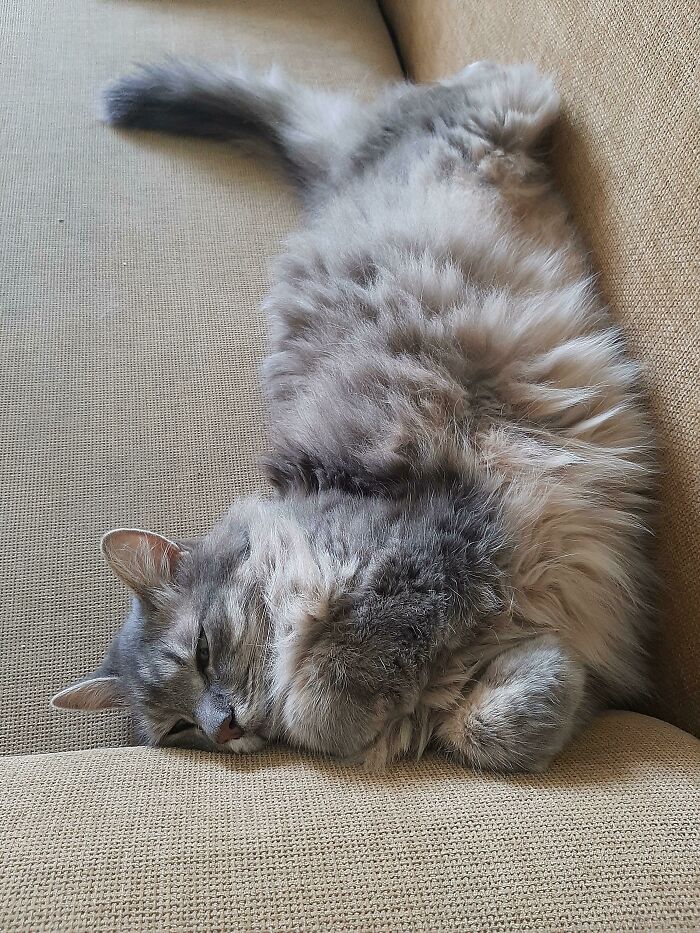 51 Funny Pets Who Clearly Missed The Memo On How To Sit, Stand, Or Exist Normally