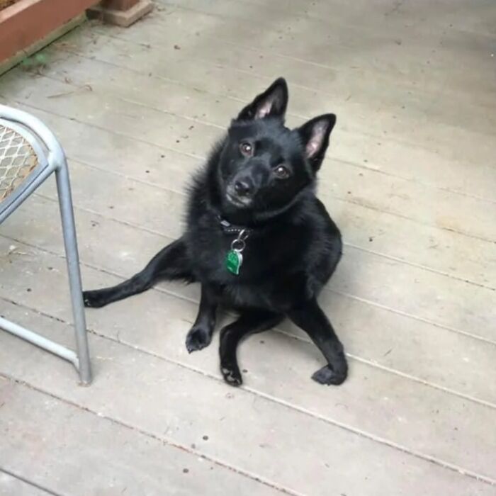51 Funny Pets Who Clearly Missed The Memo On How To Sit, Stand, Or Exist Normally