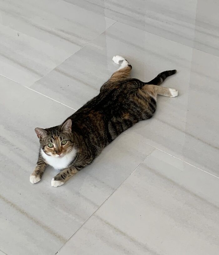 51 Funny Pets Who Clearly Missed The Memo On How To Sit, Stand, Or Exist Normally