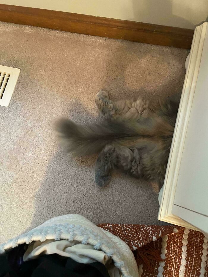 51 Funny Pets Who Clearly Missed The Memo On How To Sit, Stand, Or Exist Normally