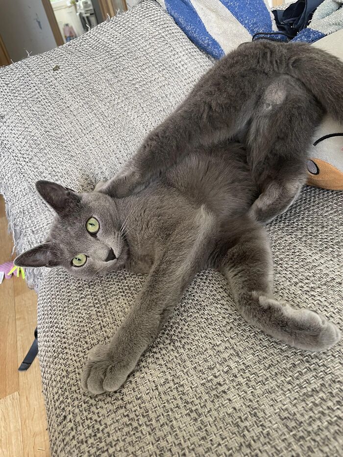 51 Funny Pets Who Clearly Missed The Memo On How To Sit, Stand, Or Exist Normally