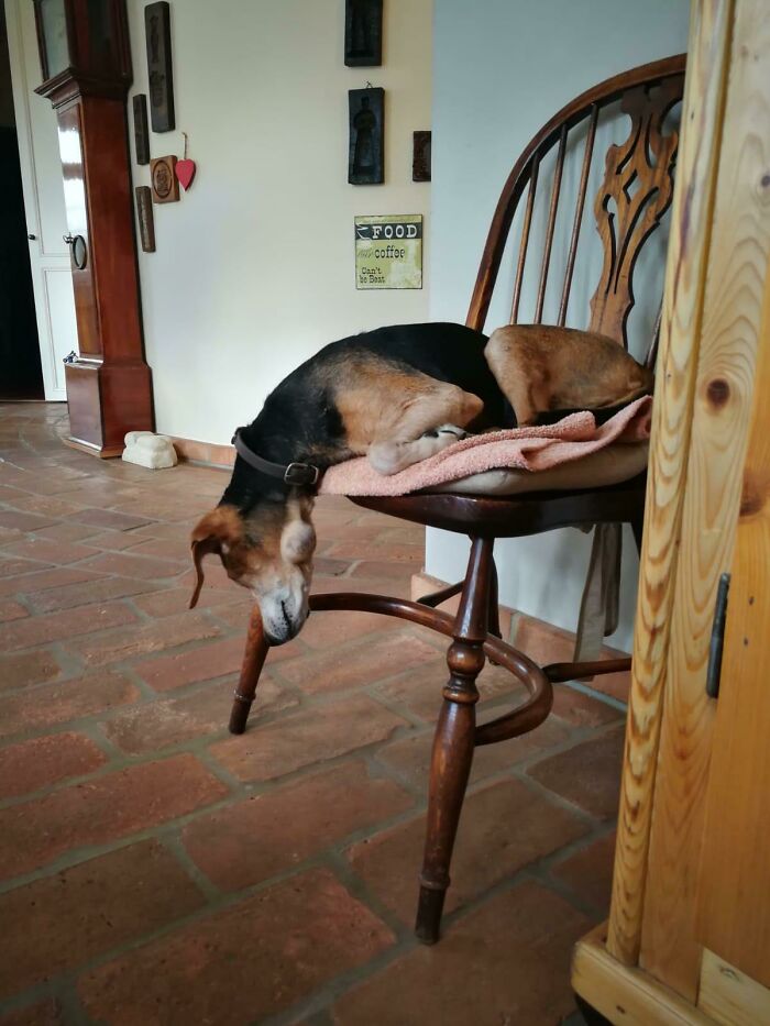 51 Funny Pets Who Clearly Missed The Memo On How To Sit, Stand, Or Exist Normally