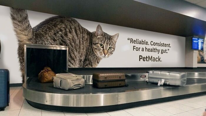This Community Shared 45 Hilarious Cat Moments That Perfectly Capture Their Weirdness (New Pics)