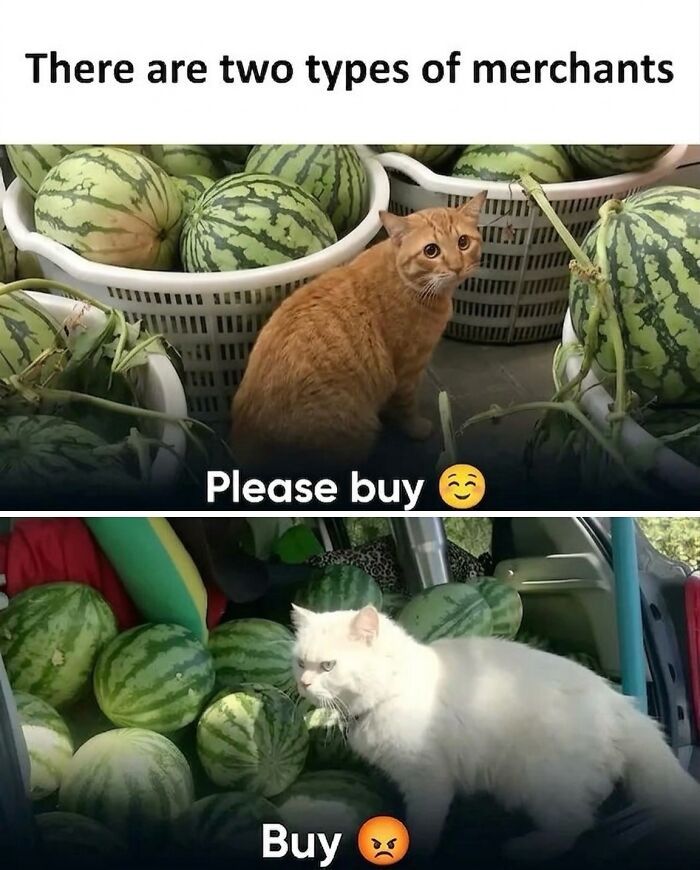 This Community Shared 45 Hilarious Cat Moments That Perfectly Capture Their Weirdness (New Pics)
