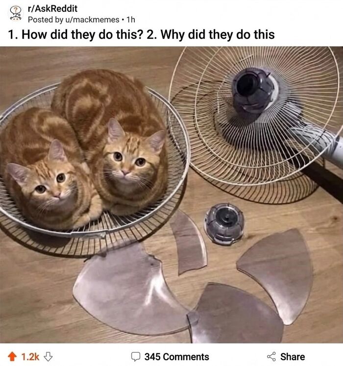 This Community Shared 45 Hilarious Cat Moments That Perfectly Capture Their Weirdness (New Pics)