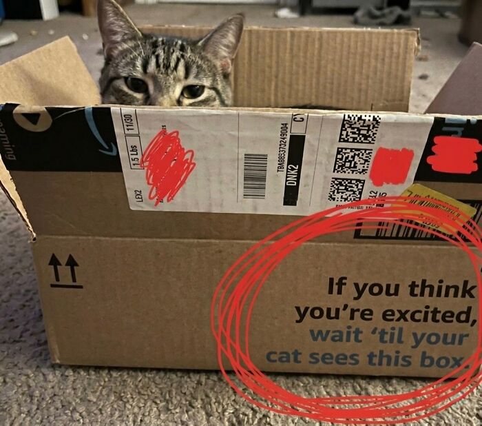 This Community Shared 45 Hilarious Cat Moments That Perfectly Capture Their Weirdness (New Pics)