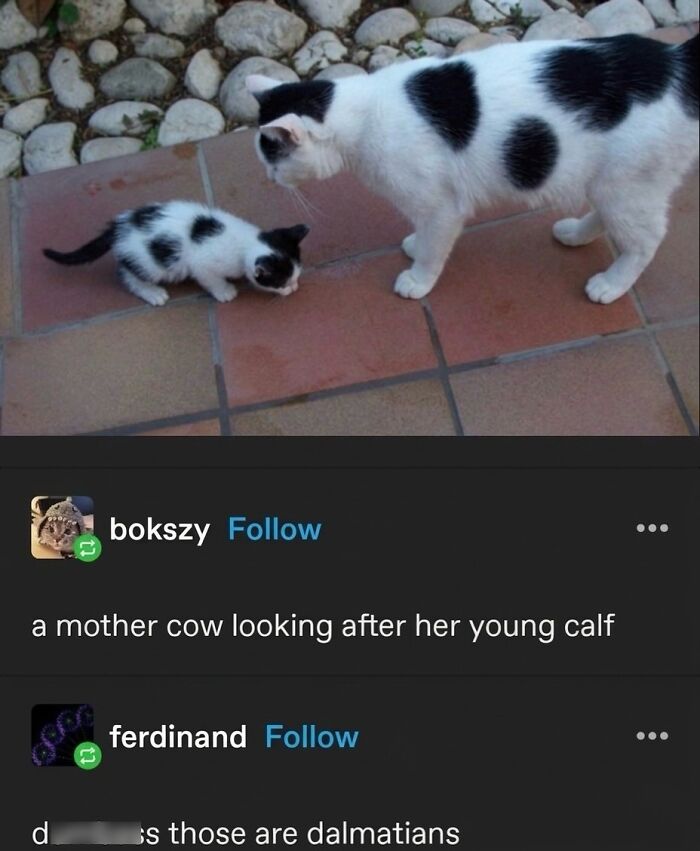 This Community Shared 45 Hilarious Cat Moments That Perfectly Capture Their Weirdness (New Pics)
