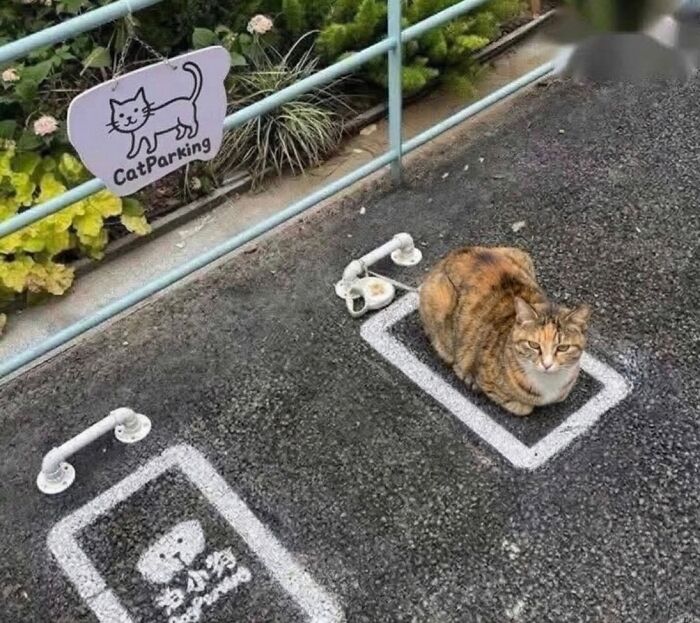 This Community Shared 45 Hilarious Cat Moments That Perfectly Capture Their Weirdness (New Pics)