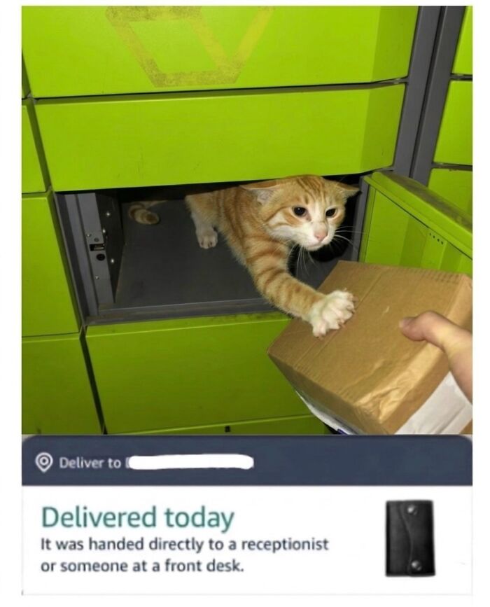 This Community Shared 45 Hilarious Cat Moments That Perfectly Capture Their Weirdness (New Pics)