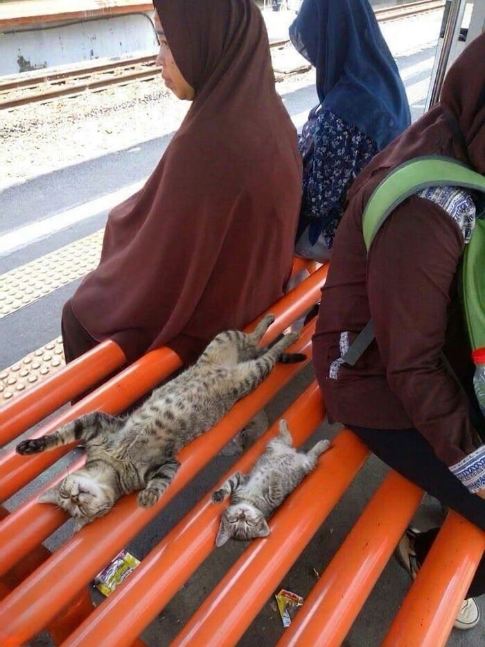 This Community Shared 45 Hilarious Cat Moments That Perfectly Capture Their Weirdness (New Pics)
