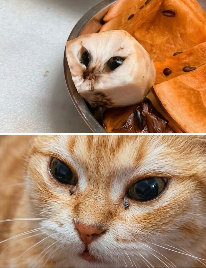This Community Shared 45 Hilarious Cat Moments That Perfectly Capture Their Weirdness (New Pics)