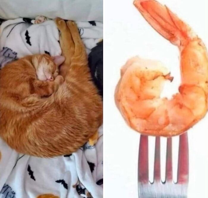 This Community Shared 45 Hilarious Cat Moments That Perfectly Capture Their Weirdness (New Pics)