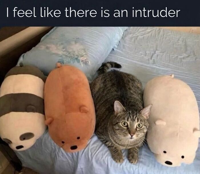 This Community Shared 45 Hilarious Cat Moments That Perfectly Capture Their Weirdness (New Pics)