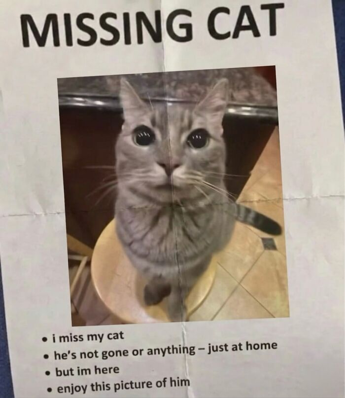 This Community Shared 45 Hilarious Cat Moments That Perfectly Capture Their Weirdness (New Pics)