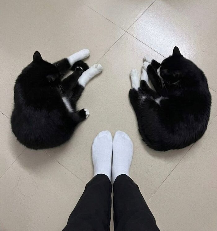 This Community Shared 45 Hilarious Cat Moments That Perfectly Capture Their Weirdness (New Pics)