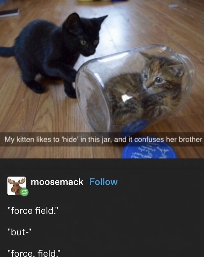 This Community Shared 45 Hilarious Cat Moments That Perfectly Capture Their Weirdness (New Pics)