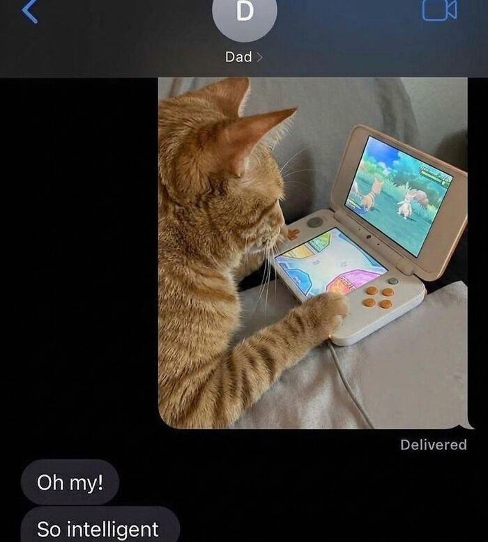 This Community Shared 45 Hilarious Cat Moments That Perfectly Capture Their Weirdness (New Pics)