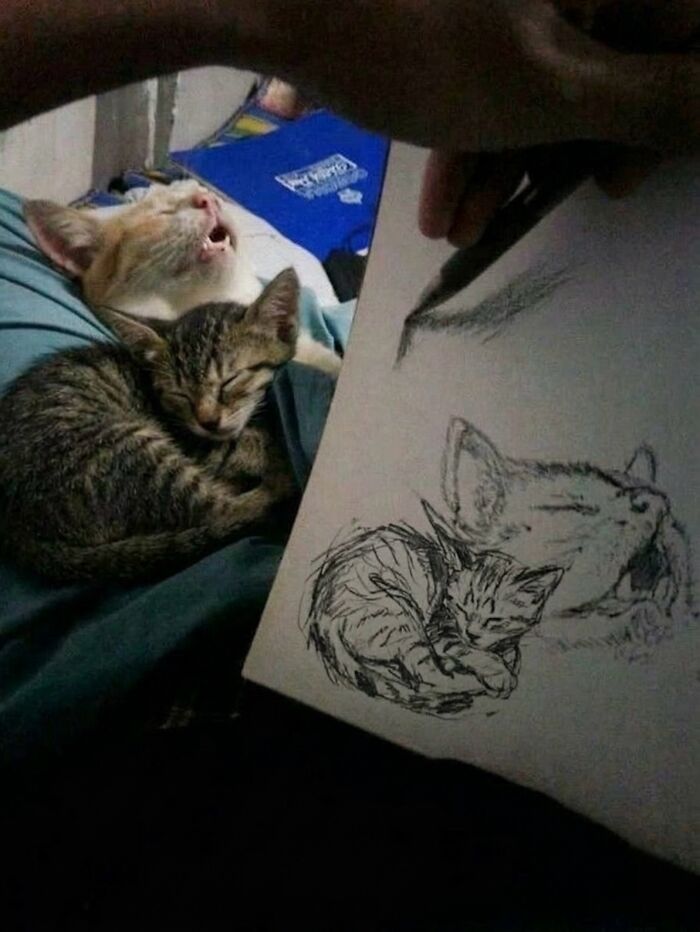 This Community Shared 45 Hilarious Cat Moments That Perfectly Capture Their Weirdness (New Pics)