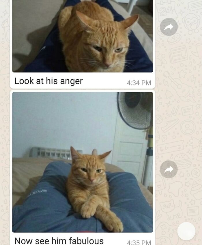This Community Shared 45 Hilarious Cat Moments That Perfectly Capture Their Weirdness (New Pics)