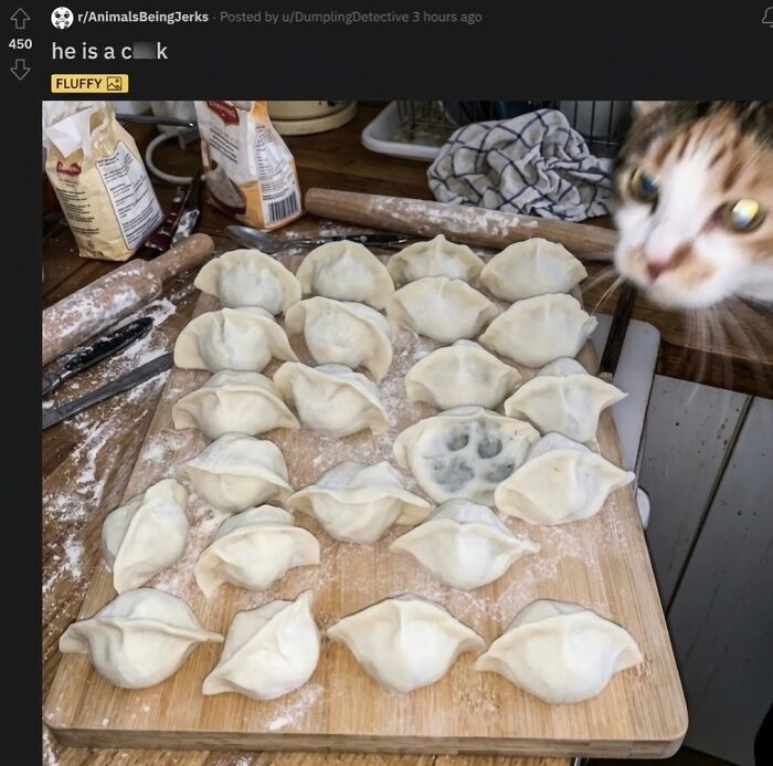 This Community Shared 45 Hilarious Cat Moments That Perfectly Capture Their Weirdness (New Pics)