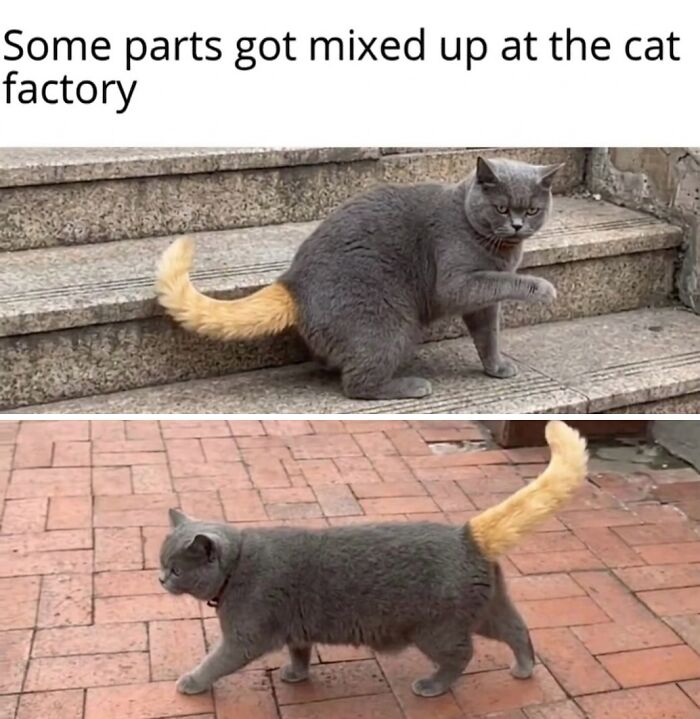 This Community Shared 45 Hilarious Cat Moments That Perfectly Capture Their Weirdness (New Pics)