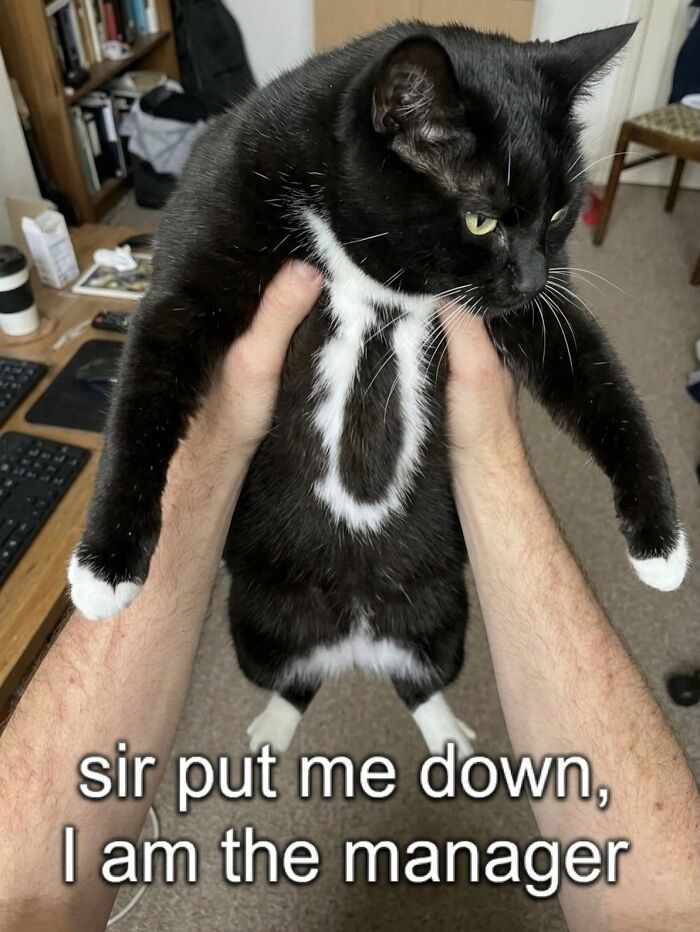 This Community Shared 45 Hilarious Cat Moments That Perfectly Capture Their Weirdness (New Pics)