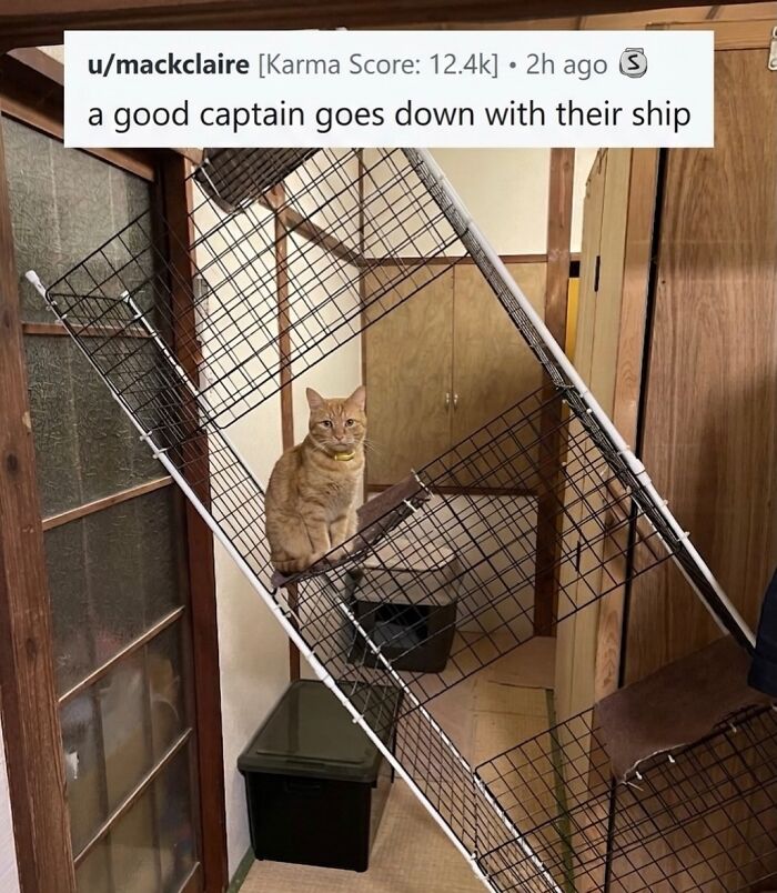 This Community Shared 45 Hilarious Cat Moments That Perfectly Capture Their Weirdness (New Pics)