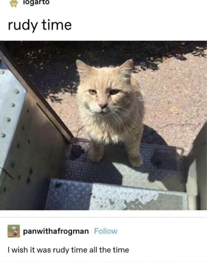 This Community Shared 45 Hilarious Cat Moments That Perfectly Capture Their Weirdness (New Pics)