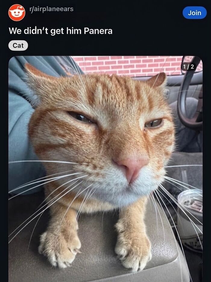 This Community Shared 45 Hilarious Cat Moments That Perfectly Capture Their Weirdness (New Pics)