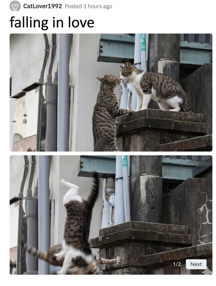 This Community Shared 45 Hilarious Cat Moments That Perfectly Capture Their Weirdness (New Pics)