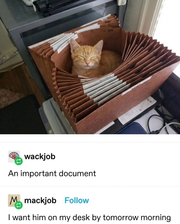 This Community Shared 45 Hilarious Cat Moments That Perfectly Capture Their Weirdness (New Pics)