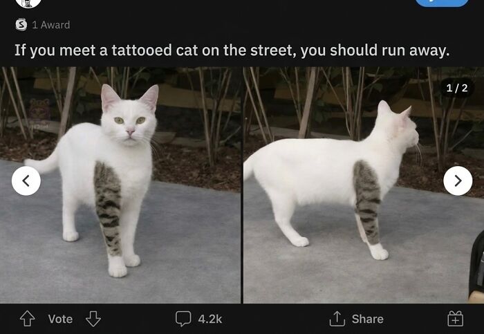 This Community Shared 45 Hilarious Cat Moments That Perfectly Capture Their Weirdness (New Pics)